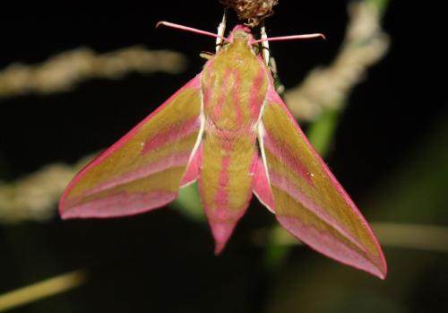 Deilephila elpenor